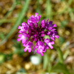 image: Image from the photoset &lsquo;flower (xxxiv)&rsquo;.