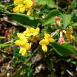 image: Image from the photoset &lsquo;flower (xxxiv)&rsquo;.