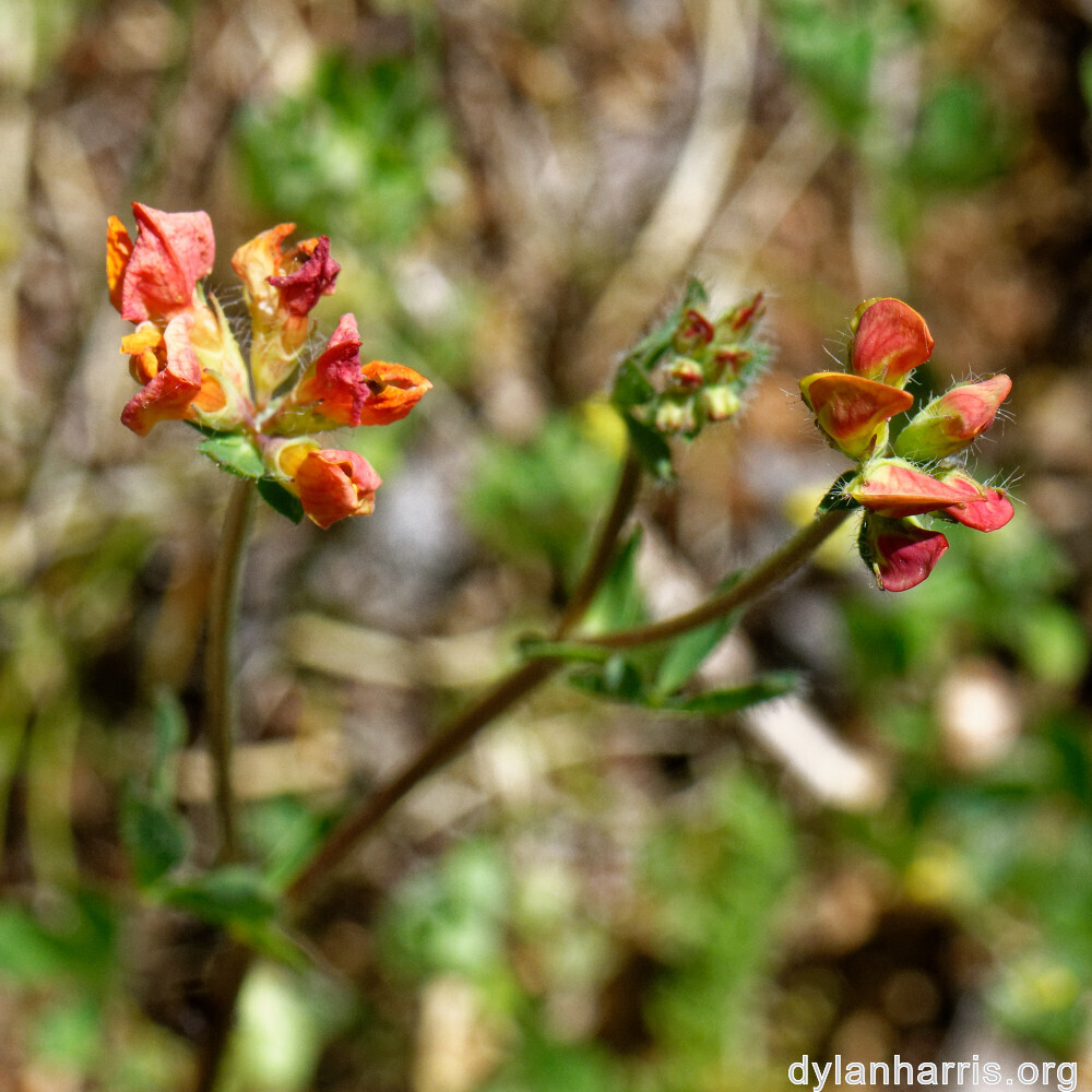 image: This is &lsquo;flower (xxxv) 1&rsquo;.