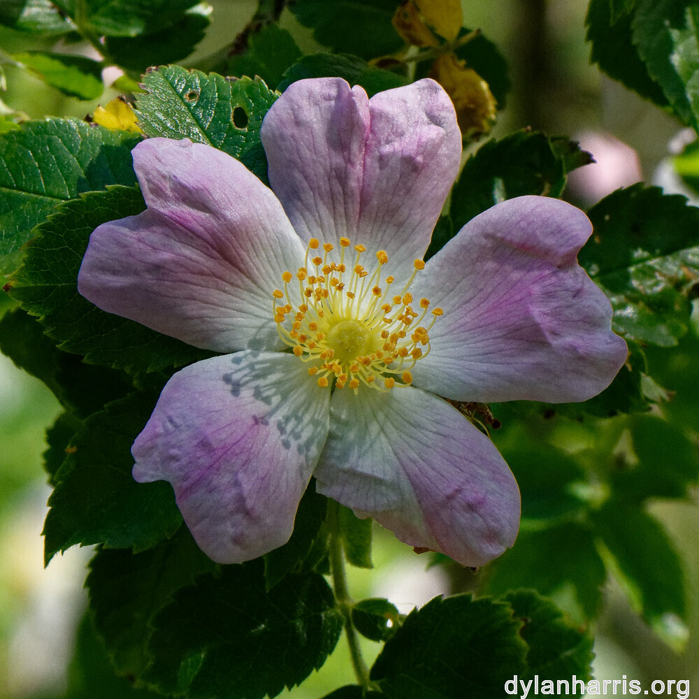 image: This is &lsquo;flower (xxxv) 2&rsquo;.