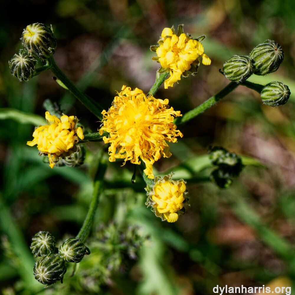 image: This is &lsquo;flower (xxxv) &rsquo;.