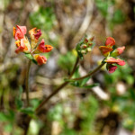 image: Image from the photoset &lsquo;flower (xxxv)&rsquo;.