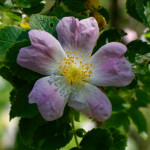 image: Image from the photoset &lsquo;flower (xxxv)&rsquo;.