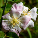 image: Image from the photoset &lsquo;flower (xxxv)&rsquo;.