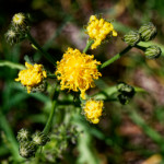 image: Image from the photoset &lsquo;flower (xxxv)&rsquo;.