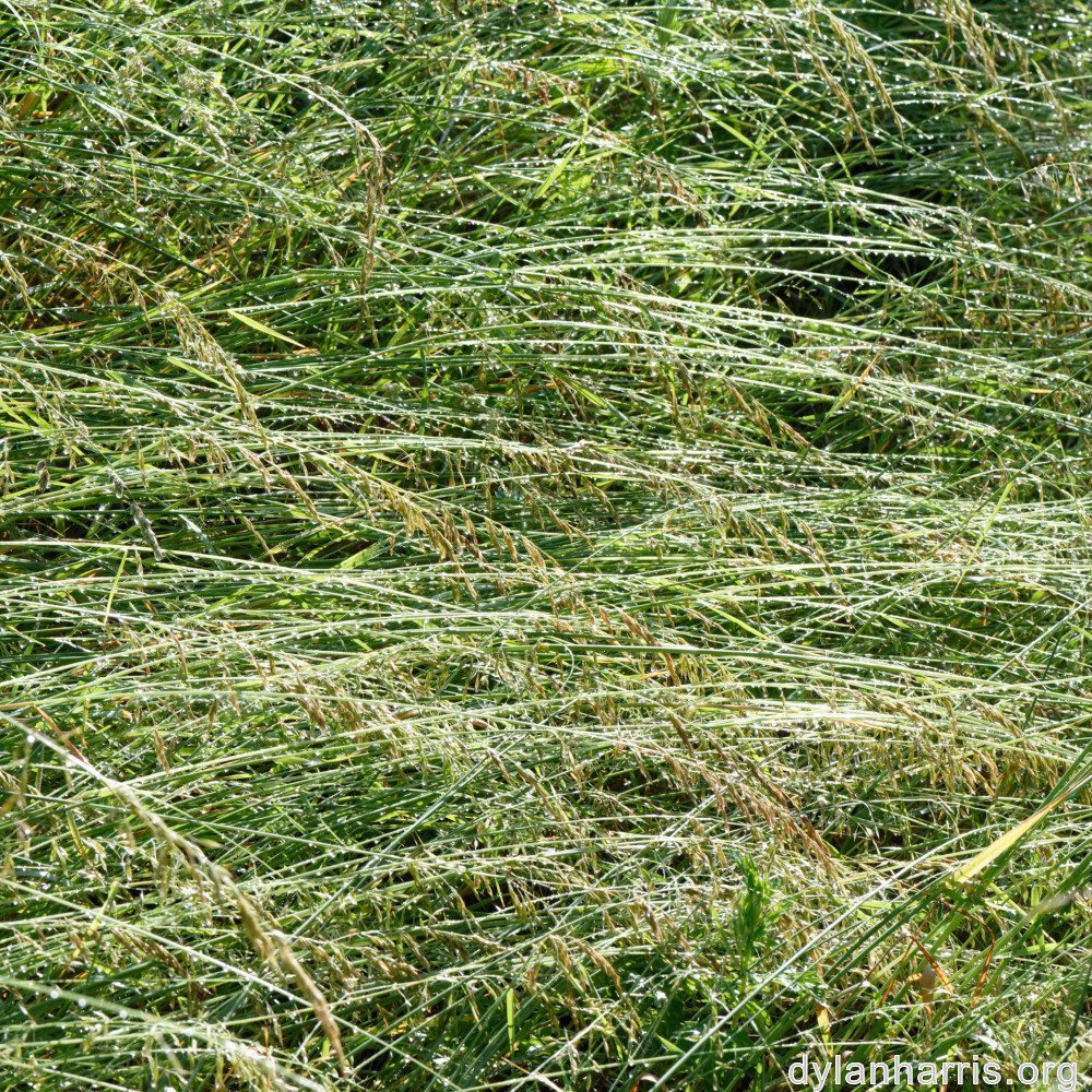 image: This is &lsquo;flower (xxxvi) 1&rsquo;.