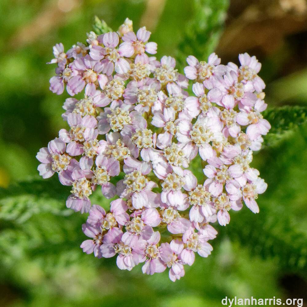 image: This is &lsquo;flower (xxxvi) 2&rsquo;.