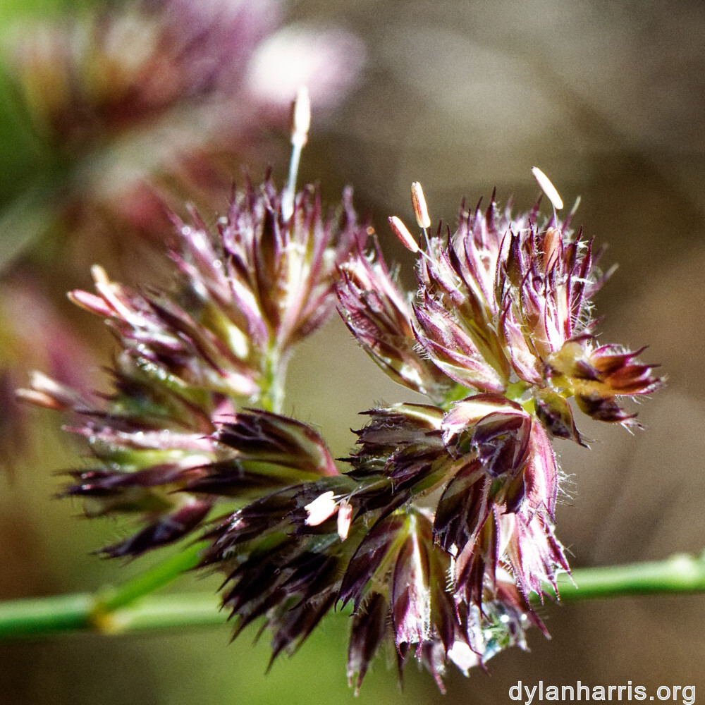 image: This is &lsquo;flower (xxxvi) 3&rsquo;.