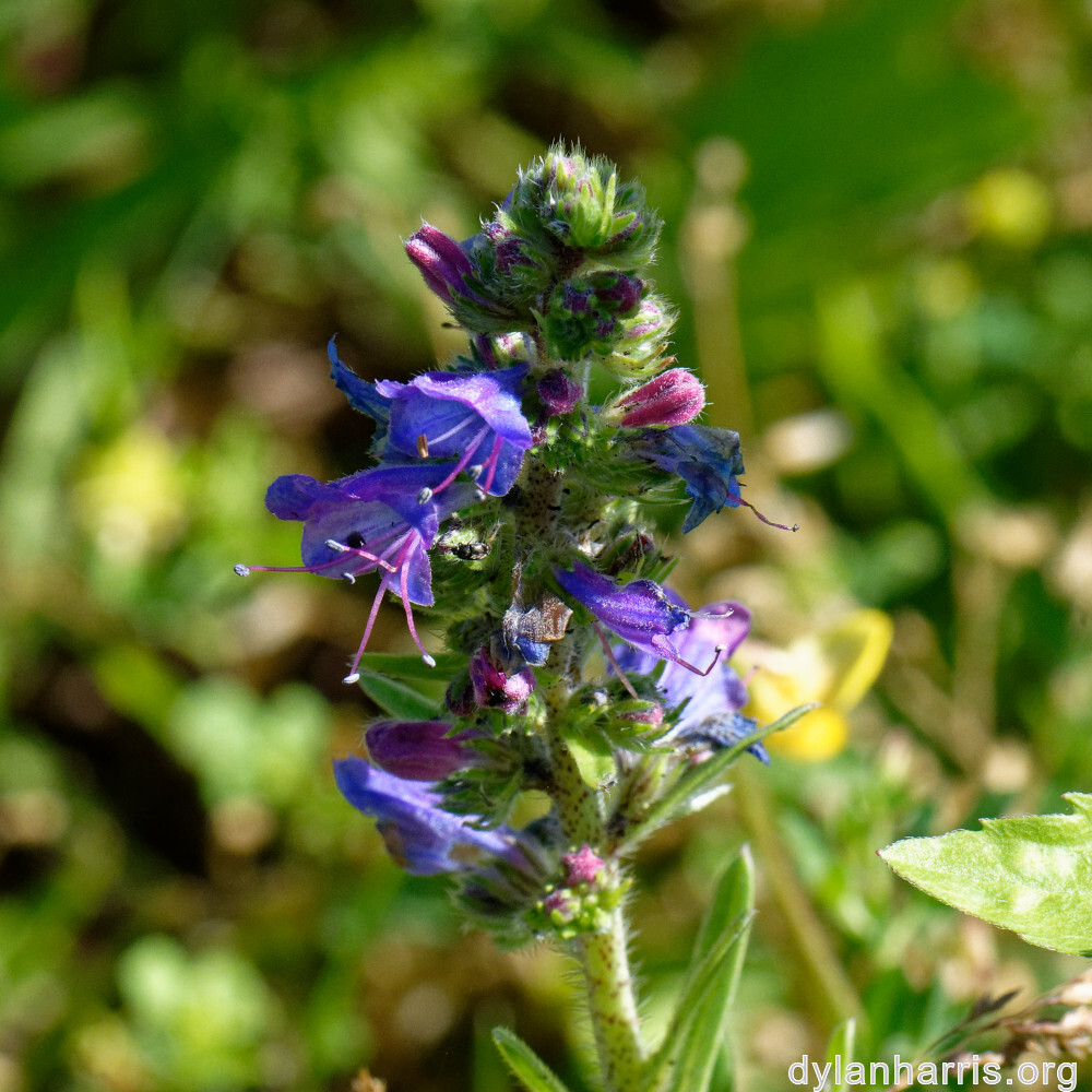 image: This is &lsquo;flower (xxxvi) 5&rsquo;.