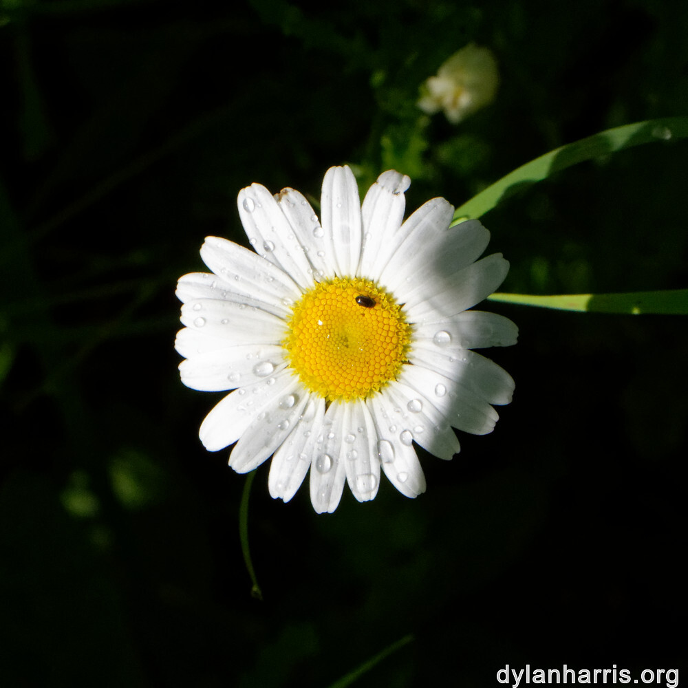 image: This is &lsquo;flower (xxxvi) 6&rsquo;.