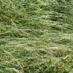 image: Image from the photoset &lsquo;flower (xxxvi)&rsquo;.