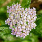 image: Image from the photoset &lsquo;flower (xxxvi)&rsquo;.