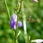 image: Image from the photoset &lsquo;flower (xxxvi)&rsquo;.