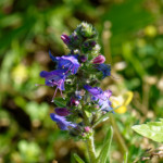 image: Image from the photoset &lsquo;flower (xxxvi)&rsquo;.