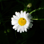 image: Image from the photoset &lsquo;flower (xxxvi)&rsquo;.