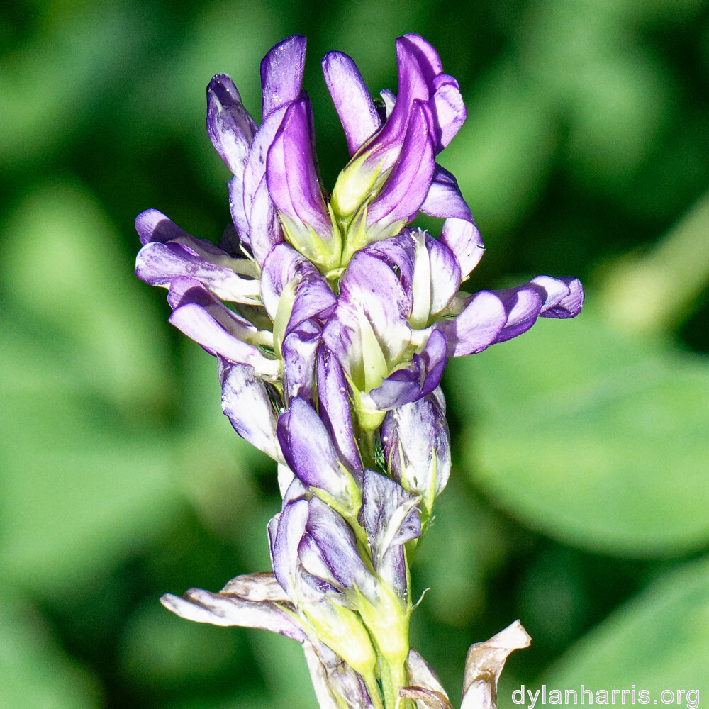 image: This is &lsquo;flower (xxxvii) 1&rsquo;.