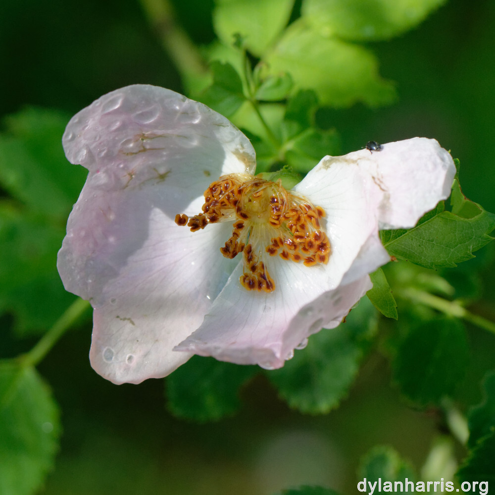 image: This is &lsquo;flower (xxxvii) 2&rsquo;.