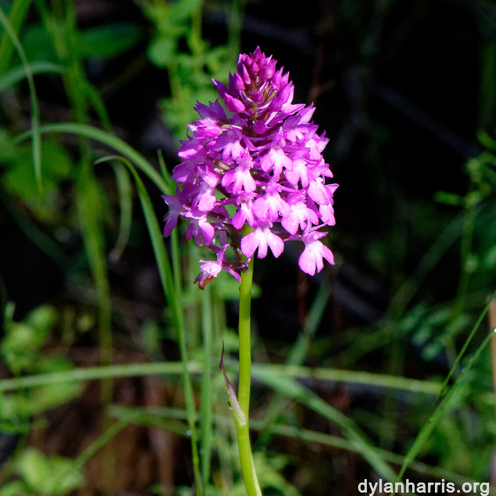 image: This is &lsquo;flower (xxxvii) 3&rsquo;.