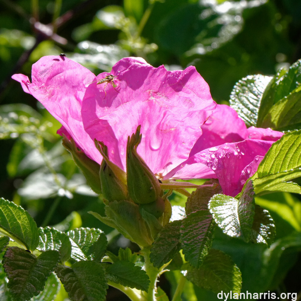 image: This is &lsquo;flower (xxxvii) 4&rsquo;.