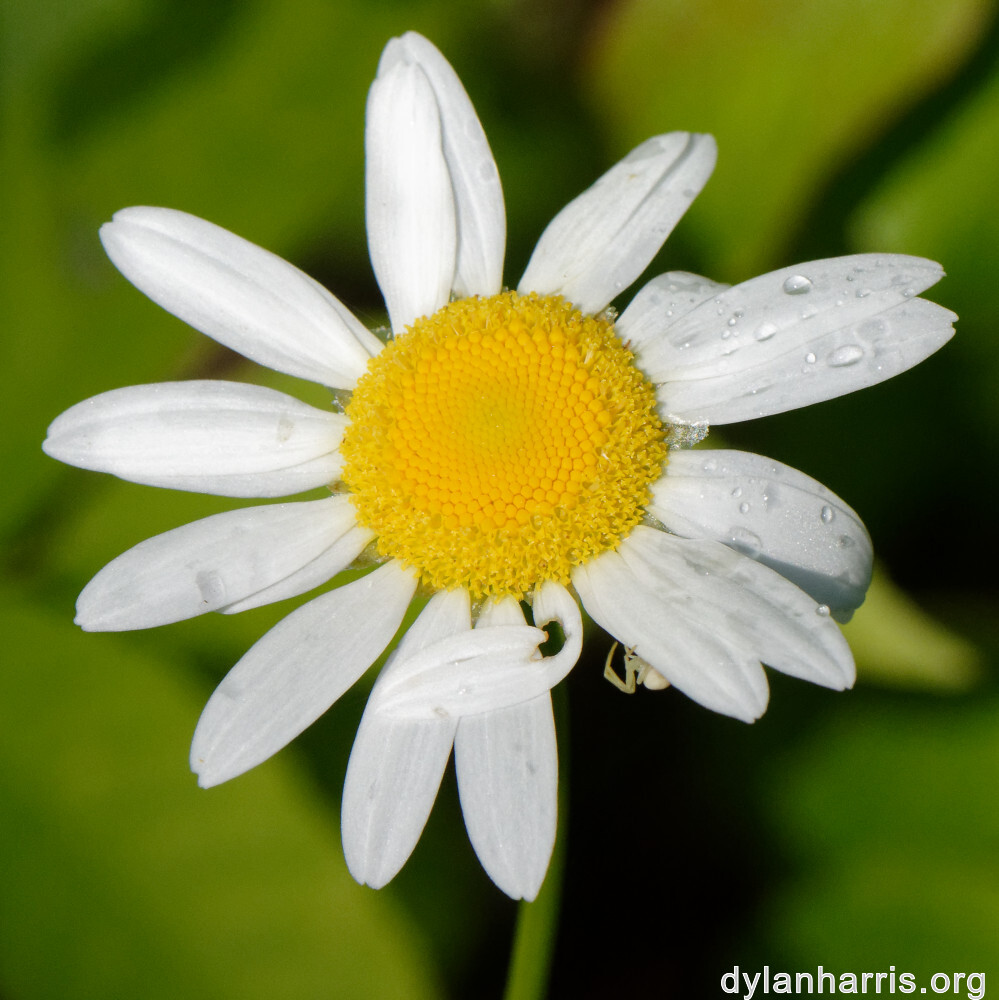 image: This is &lsquo;flower (xxxvii) 5&rsquo;.