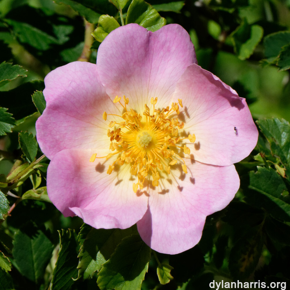 image: This is &lsquo;flower (xxxvii) 6&rsquo;.