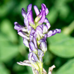 image: Image from the photoset &lsquo;flower (xxxvii)&rsquo;.