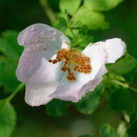 image: Image from the photoset &lsquo;flower (xxxvii)&rsquo;.