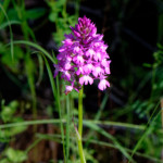 image: Image from the photoset &lsquo;flower (xxxvii)&rsquo;.