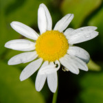 image: Image from the photoset &lsquo;flower (xxxvii)&rsquo;.