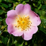 image: Image from the photoset &lsquo;flower (xxxvii)&rsquo;.