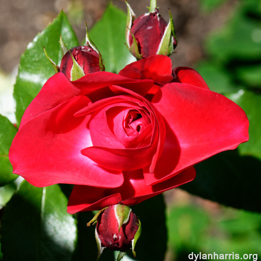 image: This is &lsquo;escher blummen (clii) 1&rsquo;.