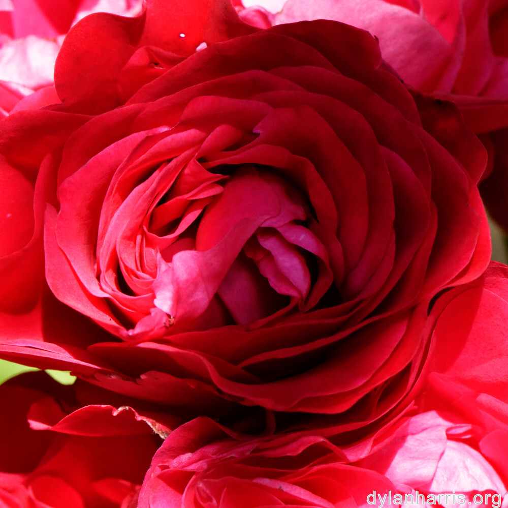 image: This is &lsquo;escher blummen (clii) 2&rsquo;.