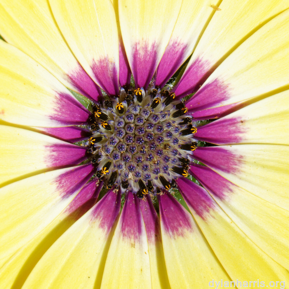 image: This is &lsquo;escher blummen (clii) 3&rsquo;.