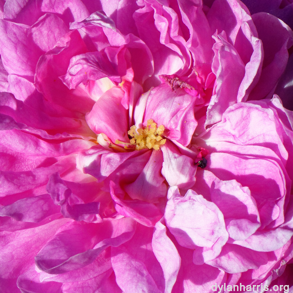 image: This is &lsquo;escher blummen (clii) 4&rsquo;.