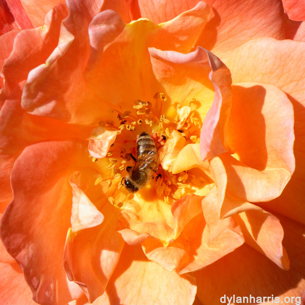 image: This is &lsquo;escher blummen (clii) 5&rsquo;.