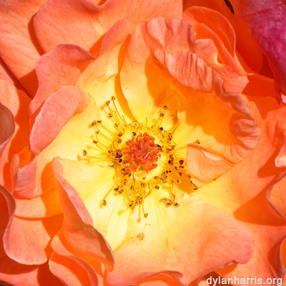 image: This is &lsquo;escher blummen (clii) 6&rsquo;.