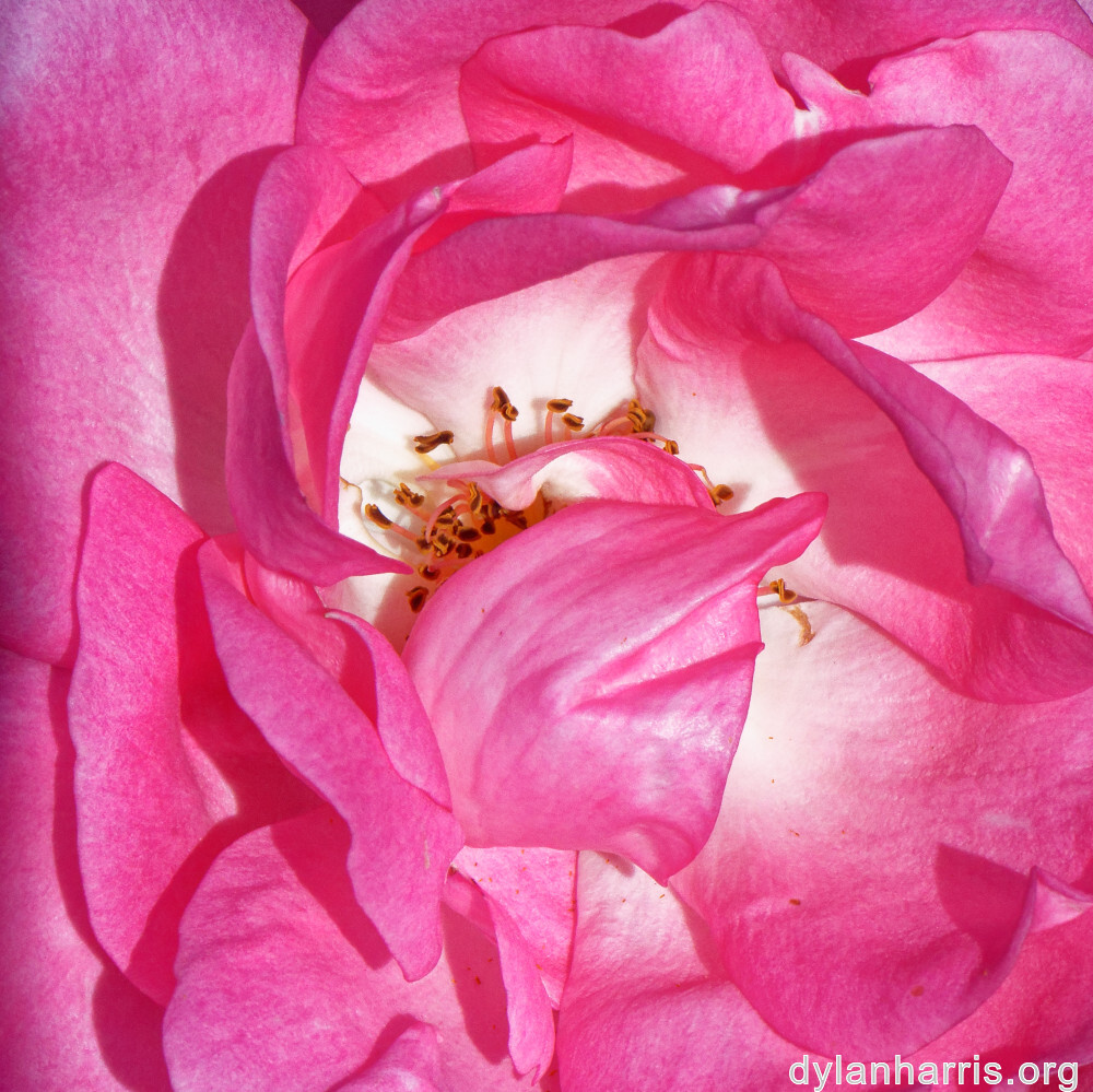 image: This is &lsquo;escher blummen (clii) 7&rsquo;.