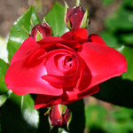 image: Image from the photoset &lsquo;escher blummen (clii)&rsquo;.