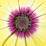 image: Image from the photoset &lsquo;escher blummen (clii)&rsquo;.