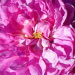 image: Image from the photoset &lsquo;escher blummen (clii)&rsquo;.