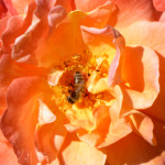 image: Image from the photoset &lsquo;escher blummen (clii)&rsquo;.