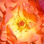 image: Image from the photoset &lsquo;escher blummen (clii)&rsquo;.