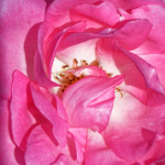 image: Image from the photoset &lsquo;escher blummen (clii)&rsquo;.