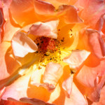 image: Image from the photoset &lsquo;escher blummen (clii)&rsquo;.