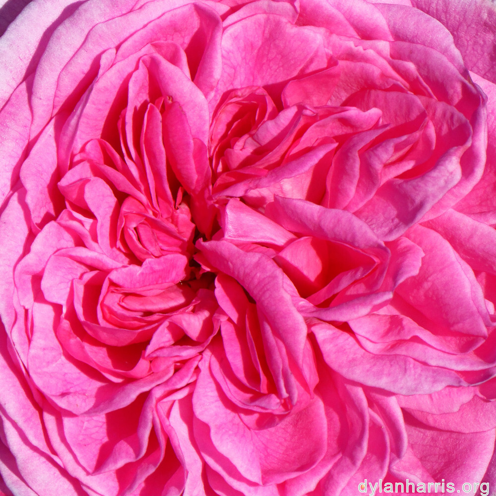 image: This is &lsquo;escher blummen (cliii) 1&rsquo;.