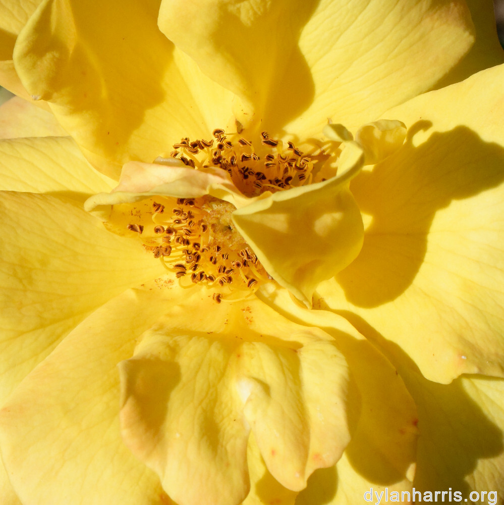 image: This is &lsquo;escher blummen (cliii) 2&rsquo;.