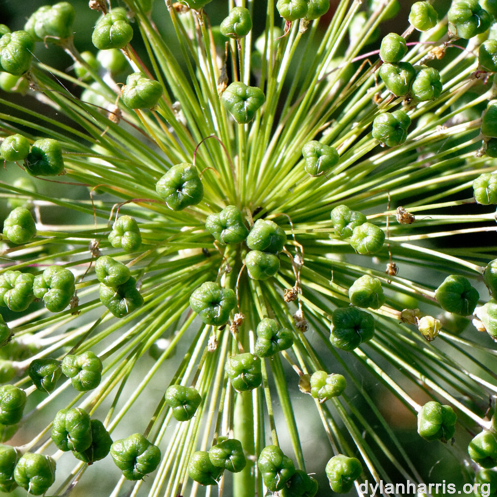 image: This is &lsquo;escher blummen (cliii) 3&rsquo;.