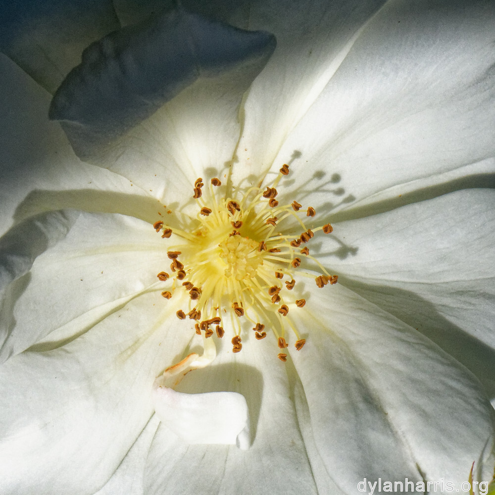 image: This is &lsquo;escher blummen (cliii) 4&rsquo;.