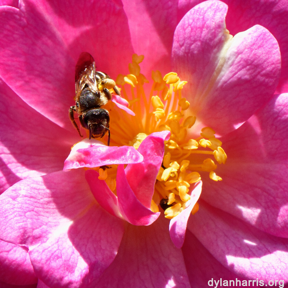 image: This is &lsquo;escher blummen (cliii) 5&rsquo;.