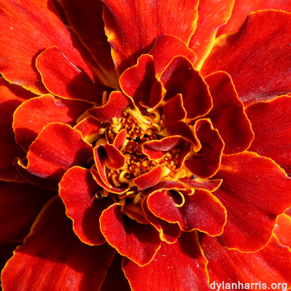 image: This is &lsquo;escher blummen (cliii) 6&rsquo;.